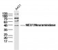 NEU1/Neuraminidase Polyclonal Antibody
