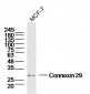 Connexin 29 Polyclonal Antibody
