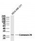 Connexin 29 Polyclonal Antibody