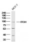 ITCH/AIP4 Polyclonal Antibody