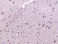 PISD Polyclonal Antibody