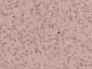 PISD Polyclonal Antibody