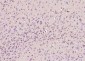 AKIRIN1 Polyclonal Antibody