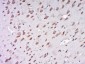 AER61 Polyclonal Antibody