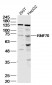 RNF70 Polyclonal Antibody