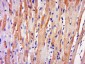 RNF158 Polyclonal Antibody