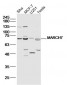 MARCH7 Polyclonal Antibody