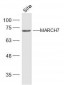 MARCH7 Polyclonal Antibody