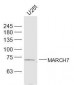 MARCH7 Polyclonal Antibody
