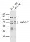 MARCH7 Polyclonal Antibody