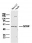 GERP Polyclonal Antibody
