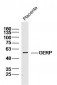 GERP Polyclonal Antibody