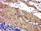 ZNF828 Polyclonal Antibody