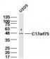C17orf75 Polyclonal Antibody