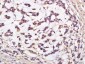 SZRD1 Polyclonal Antibody