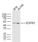 EGFR5 Polyclonal Antibody