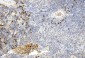 GREMLIN Antibody (C-term)