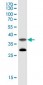 TSPAN8 monoclonal antibody (M02J), clone 1E5