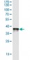 PDCD6 monoclonal antibody (M01J), clone 2B4