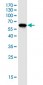 LDHB monoclonal antibody (M03), clone 3H4