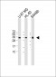 Bcl-w Antibody (BH3 Domain Specific)