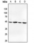 Anti-Alpha-actin-3 Antibody