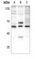 Anti-Beta-2 Adrenergic Receptor (pS346) Antibody