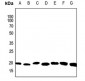 Anti-ARF6 Antibody