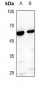 Anti-BMP3A Antibody