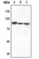 Anti-B-RAF Antibody