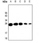 Anti-Probetacellulin Antibody