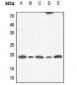 Anti-Calmodulin Antibody