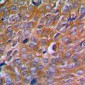 Anti-Calnexin (pS583) Antibody