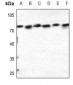 Anti-Calnexin (pS583) Antibody