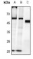 Anti-Caspase 8 (pY380) Antibody