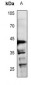 Anti-RUNX3 Antibody