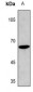 Anti-Cyclin B1 (pS126) Antibody