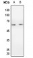 Anti-Cyclin B1 Antibody