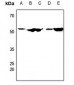 Anti-CDC20 Antibody