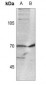 Anti-CDC25A (pS124) Antibody