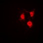 Anti-CDK2 Antibody