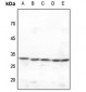 Anti-CDK2 Antibody