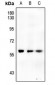 Anti-CHK1 (pS317) Antibody