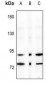 Anti-IKK alpha Antibody