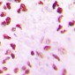 Anti-CLK2 Antibody