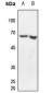 Anti-CLK2 Antibody