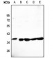 Anti-CLNS1A Antibody