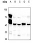 Anti-CNPase Antibody