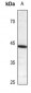 Anti-CREB (pS121) Antibody