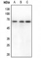 Anti-CstF-64 Antibody